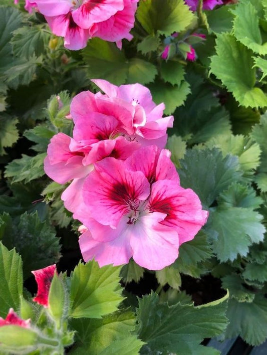 Floare terasa/balcon - Muscata englezeasca - Aqua Flowers