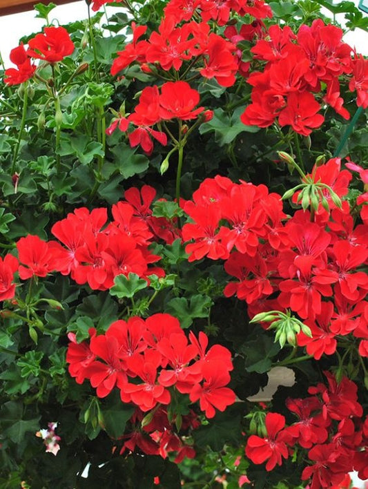 Floare terasa/balcon - Muscate curgatoare simple (tiroleze) - Aqua Flowers