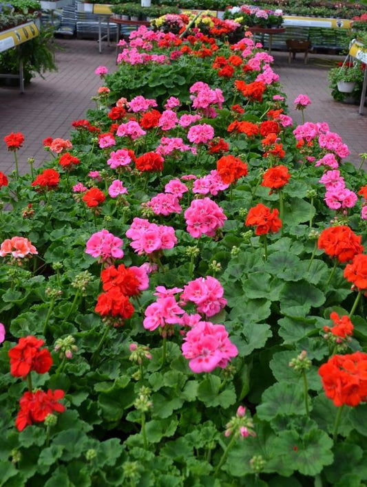 Floare terasa/balcon - Muscate drepte - Aqua Flowers