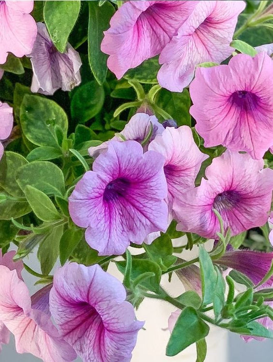 Floare terasa/balcon - Petunia - Aqua Flowers