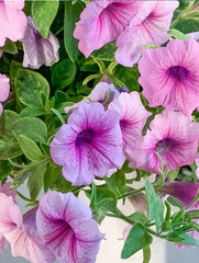 Floare terasa/balcon - Petunia - Aqua Flowers