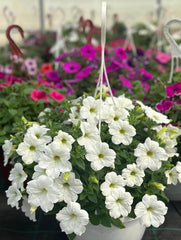 Floare terasa/balcon - Petunia - Aqua Flowers