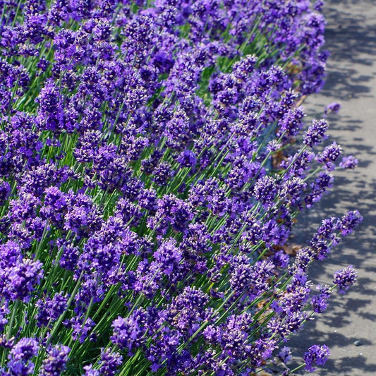 Lavanda Angustifolia Munstead - Ghiveci P9