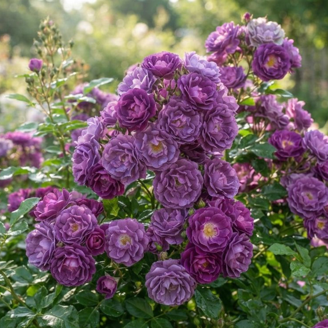 Trandafiri Floribunda Parfumaţi - Purple Magic - Anul 3 -radacina ambalata