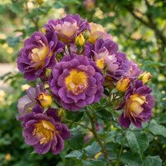 Trandafiri Floribunda Parfumati-Purple Sunset-radacina ambalata-anul 3
