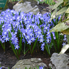 Bulbi Chionodoxa Forbesii (Gloria Zăpezii) – Pachet 5 Bulbi – Aqua Flowers