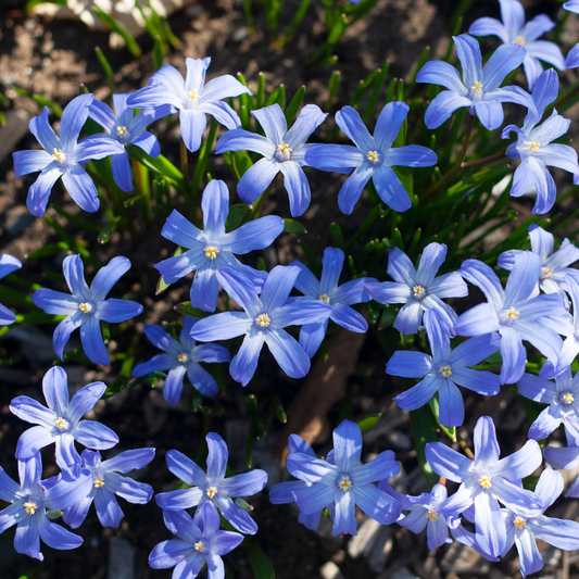 Bulbi Chionodoxa Forbesii (Gloria Zăpezii) – Pachet 5 Bulbi – Aqua Flowers