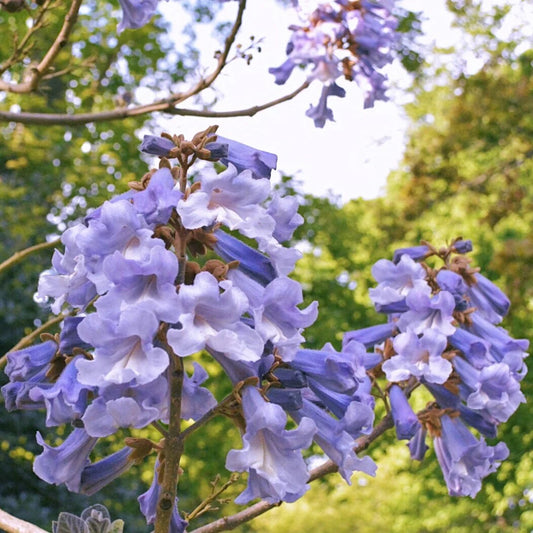 Arborele Printesei - Paulownia tomentosa - Ghiveci 2L - H 30 - 40 cm