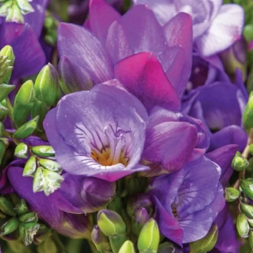 Frezia Double Purple - 10 bulbi