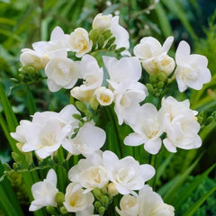 Bulbi de Frezie Double White - Pachet 10 Bulbi, Aqua Flowers