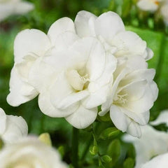 Bulbi de Frezie Double White - Pachet 10 Bulbi, Aqua Flowers