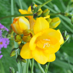 Bulbi de Frezie Double Yellow - Pachet 10 Bulbi, Aqua Flowers