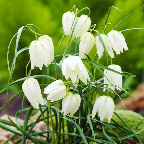 Fritillaria - Meleagris Alba - 15 bulbi