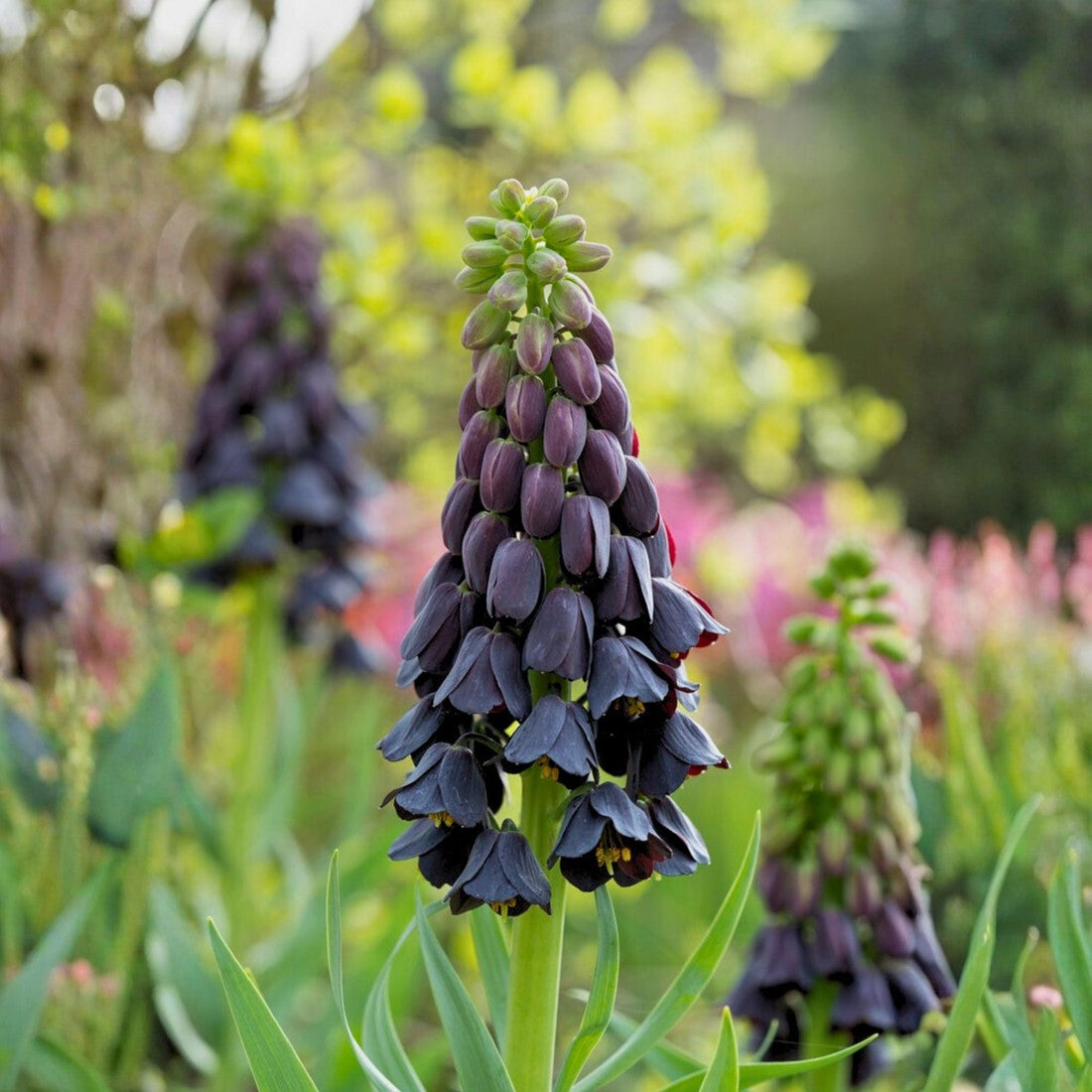 Bulbi Fritillaria - Persica - 1 bulb
