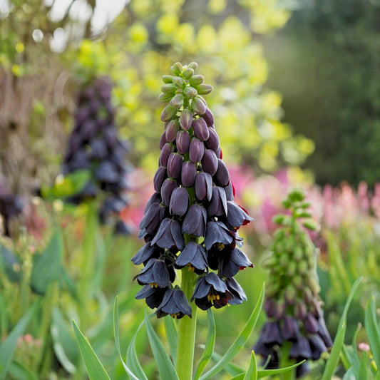 Bulbi Fritillaria - Persica - 1 bulb