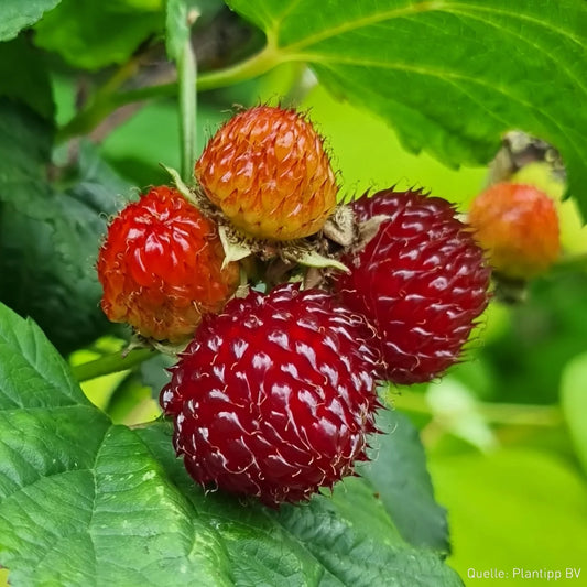 Zmeur Columnar Rasberry Tower –  Ghiveci 2L