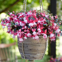Fuchsia Cercelus curgatoare cu flori - Lydia - Ghiveci P 12 - 20 - 30 cm