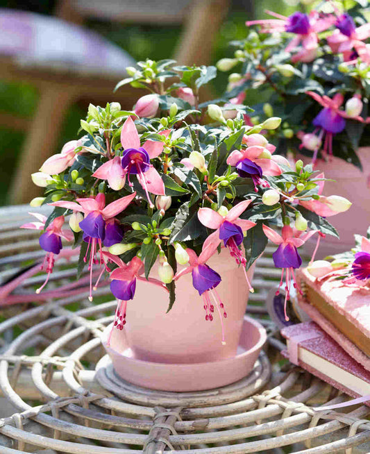 Fuchsia Cercelus curgatoare cu flori - Mariska - Ghiveci P 12 - 20 - 30 cm