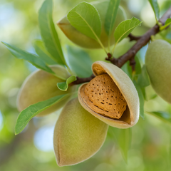 Migdal Genco - Rădăcină Ambalată Anul 3 - Aqua Flowers