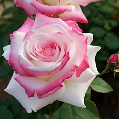 Trandafiri Teahibrizi Parfumaţi - Ginette - Rădăcină Ambalată Anul 3 - Aqua Flowers