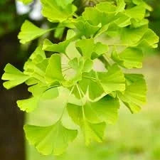 Ginkgo Biloba - Ghiveci 3L - 50 - 60 cm