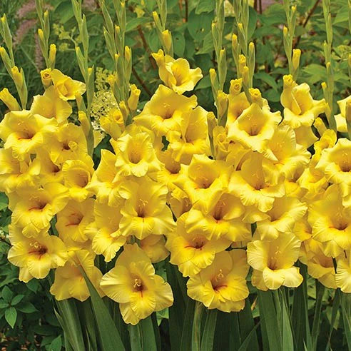 Bulbi Gladiole - Nova Lux - Pachet 3 Bulbi