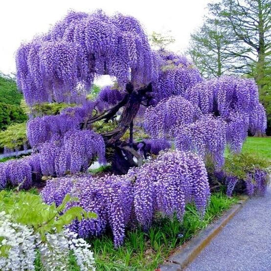 Arbore/arbust - Glicina (Wisteria) - Ghiveci