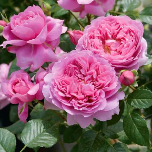 Trandafiri Floribunda Parfumaţi - Grandma’s - Rădăcină Ambalată - Aqua Flowers