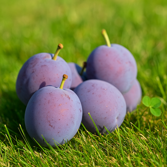 Prun Tuleu Gras - Rădăcină Anul 2-3 - Aqua Flowers