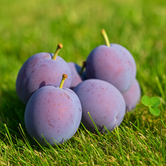 Prun Tuleu Gras - Rădăcină Anul 2-3 - Aqua Flowers