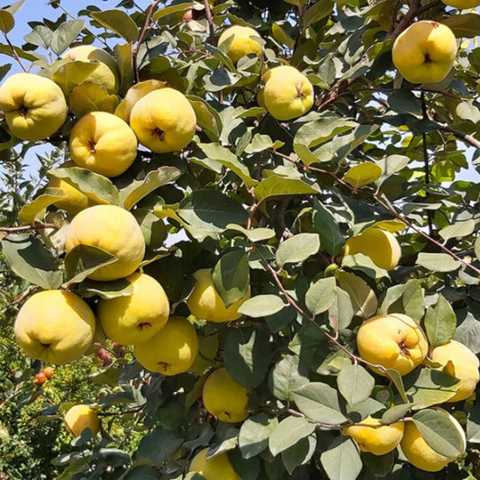 Gutui Cydonia - Anul 2, Radacina Ambalata - Pom Fructifer Rezistent, cu Fructe Aromate - Aqua Flowers