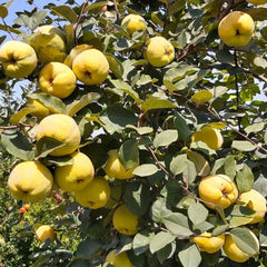 Gutui Cydonia - Anul 2, Radacina Ambalata - Pom Fructifer Rezistent, cu Fructe Aromate - Aqua Flowers