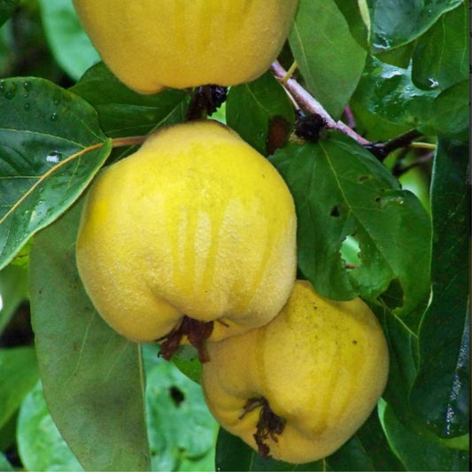 Gutui Cydonia - Anul 2, Radacina Ambalata - Pom Fructifer Rezistent, cu Fructe Aromate - Aqua Flowers