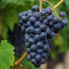 Vita de Vie Muscat de Hamburg - Rădăcină Anul 2 - Aqua Flowers