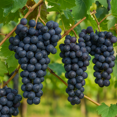 Vita de Vie Muscat de Hamburg - Rădăcină Anul 2 - Aqua Flowers