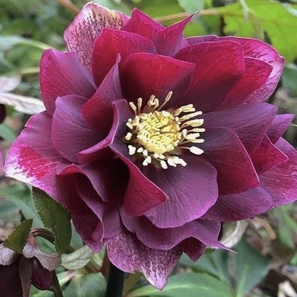 Helleborus - Spanz - Double Ellen Red - Pachet 1 Radacina - Aqua Flowers