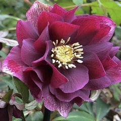 Helleborus - Spanz - Double Ellen Red - Pachet 1 Radacina - Aqua Flowers