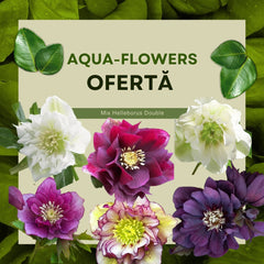 Helleborus - Spanz - Double Mix - Pachet 3 Radacini - Aqua Flowers