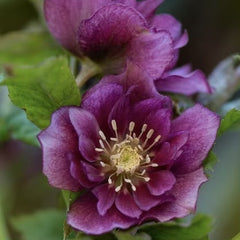 Helleborus - Spanz - Double Pink Nova Viv - Pachet 1 Radacina - Aqua Flowers
