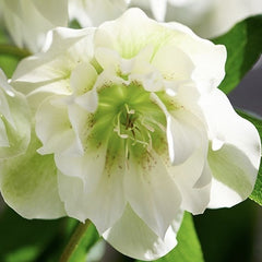Helleborus - Spanz - Double Viv Micaela - Pachet 1 Radacina - Aqua Flowers