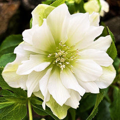 Helleborus - Spanz - Double Viv Micaela - Pachet 1 Radacina - Aqua Flowers