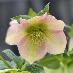 Helleborus - Spanz - Magic Apricot - Pachet 1 Radacina - Aqua Flowers