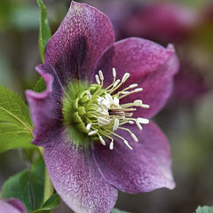 Helleborus - Spanz - Purpurascens - Pachet 1 Radacina - Aqua Flowers