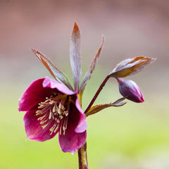 Helleborus - Spanz - Purpurascens - Pachet 1 Radacina - Aqua Flowers