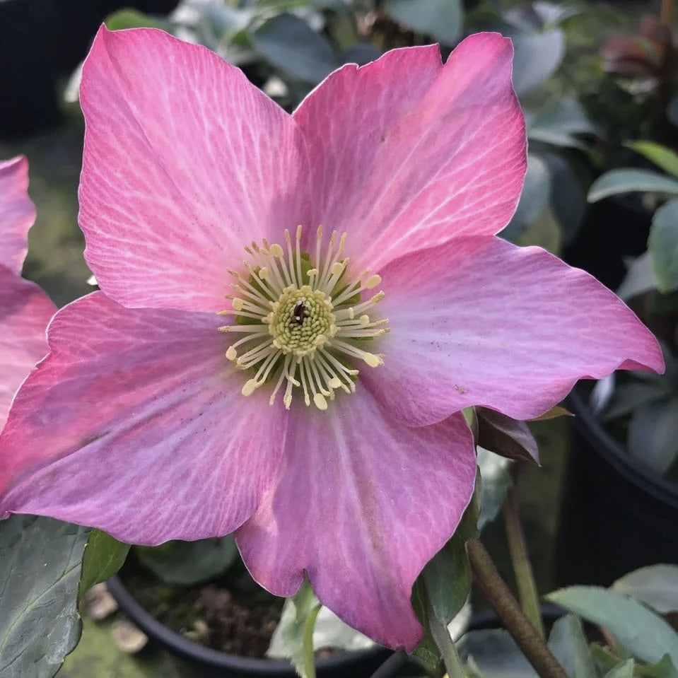 Helleborus - Spanz - Rosemary - Pachet 1 Radacina - Aqua Flowers