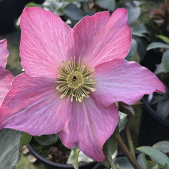 Helleborus - Spanz - Rosemary - Pachet 1 Radacina - Aqua Flowers