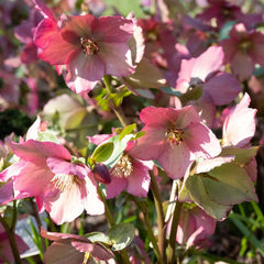 Helleborus - Spanz - Rosemary - Pachet 1 Radacina - Aqua Flowers