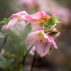 Helleborus - Spanz - Rosemary - Pachet 1 Radacina - Aqua Flowers