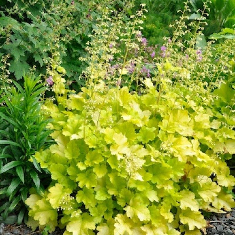 Heuchera Lime Marmelade - Ghiveci 3L - H 20-30 cm