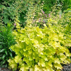 Heuchera Lime Marmelade - Ghiveci 3L - H 20-30 cm